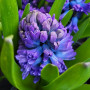 Квітучий Гіацинт Delft Blue