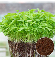 Щавель насіння мікрозелені 10 г