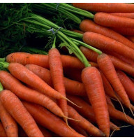 Морковь Роте резной 20 г Фасованное