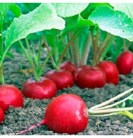 Редис Покер 20 г Фасованное