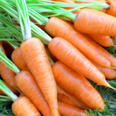 Морковь Болтекс 20 г Фасованное
