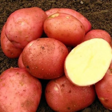 Картопля Ред Леді (друга репродукція) 1 кг