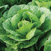 Салат Берлинский желтый 5 г Фасованное