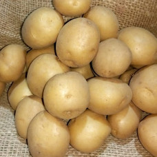 Насіннева картопля Рів'єра 1 кг (перша репродукція) Проф.насіння