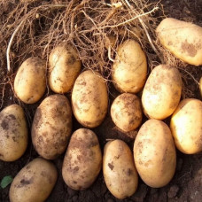 Насіннева картопля Сенсейшн 1 кг (перша репродукція) Проф.насіння
