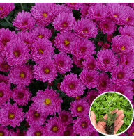 Хризантема касетна Staviski Purple 1 шт