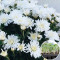 Розсада Хризантема Staviski White 103  шт (касета)