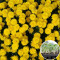 Рассада Хризантема Staviski Yellow 103 шт (кассета)
