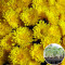 Рассада Хризантема Staviski Yellow 58 шт (кассета)