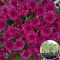 Розсада Хризантема Sorini Mauve 103  шт (касета)