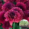 Розсада Хризантема Sorini Mauve 58  шт (касета)