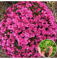 Хризантема касетна Pokai Violet 1 шт