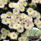 Розсада Хризантема Ditto White 58  шт (касета)