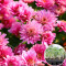 Розсада Хризантема Ditto Dark Pink 103  шт (касета)