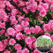 Розсада Хризантема Ditto Dark Pink 58  шт (касета)