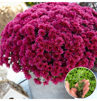Хризантема касетна Muga Violet 1 шт
