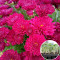 Розсада Хризантема Muga Violet 103  шт (касета)