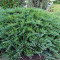 Можжевельник казацкий Tamariscifolia 1,5 л