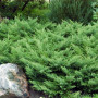 Ялівець козацький Tamariscifolia 1,5 л