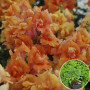 Ротики садові Антиррінум махровий Твінні F1 бронзовий з прожилками в горщику 0,5 л