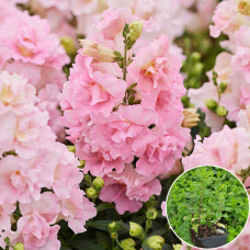 Ротики садові Антиррінум махровий Твінні F1 рожевий в горщику 0,5 л 