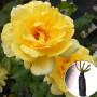 Троянда штамбова Голден Шоуерс