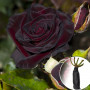 Троянда штамбова Чорна Королева