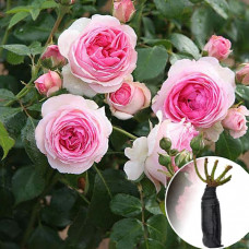 Троянда Mimi Eden