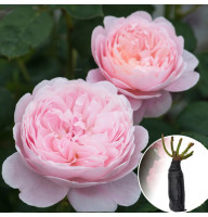 Троянда Queen of Sweden (Королева Швеції)