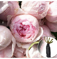 Роза Peony Pink (Півоні Пінк)