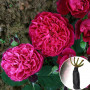 Троянда Bicentenaire de Guillot