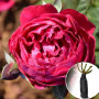 Роза Bicentenaire de Guillot