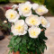 Півонія Patio Peony Madrid