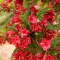 Вейгела Red Prince 3 л