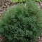 Туя западная Ericoides 1,5 л