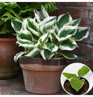 Хоста Patriot 2 л