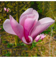 Магнолия 3-х летняя Heaven Scent в горшке