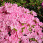 Азалія japonica Kermesina Rose 3 л