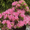 Азалія japonica Kermesina Rose 3 л