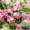 Розсада Вейгела Nana Variegata 40 шт (касета)