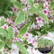Розсада Вейгела Nana Variegata 160 шт (касета)