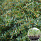 Россада Барбарис фрикарта Amstelveen 40 шт (кассета)
