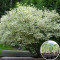 Россада Дерен Elegantissima 40 шт (кассета)