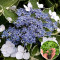 Розсада Гортензія Mariesii Hydrangea 40 шт (касета)