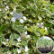 Розсада Гортензія Mariesii Hydrangea 160 шт (касета)