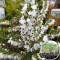 Розсада Еріка White Peаrfection 40 шт (касета)