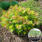 Россада Горобинник Sorbaria Sem 160 шт (кассета)