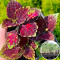 Россада Колеуса Fairway Rose 160  шт (кассета)