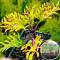 Розсада Колеуса Gold Anemone 40  шт (касета)