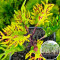 Розсада Колеуса Gold Anemone 160  шт (касета)